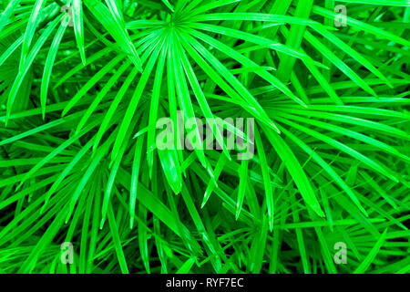 Livistona australis o cavolo-tree foglie palm background in UFO di colore verde Foto Stock