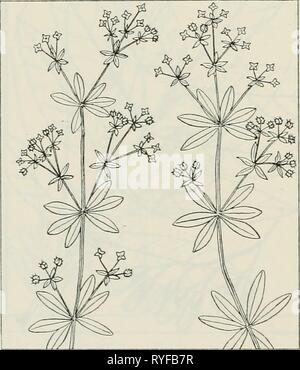 Il farmaco piante di Illinois drugplantsofilli44teho Anno: 1951 Galium aparine L. Cleaver di herb, cleavers, Oca Grass. Rubiacee. -Un basso, debole, reclinabile o scrambling, fico d'india, erbe annuale; gambo quadrato, con recurved spine, da 2 a 5 piedi di lunghezza; foglie oblanceolate, da 1 a 3 pollici di lunghezza, 6 o 8 in corrispondenza di un nodo, hispid e ruvida sul margine e controfiletto; fiori bianchi e piccoli, in gruppi (1 a 3) sui peduncoli ascellari; frutto che figurano il doppio, carnosa, coperto con agganciato spine. La raccolta di erbe. Comune attraverso- fuori dello Stato in giardini, lungo strade e torrenti e nei boschi umidi; maggio e inizio giugno Foto Stock