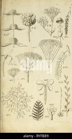 [Dr Hope's elementa botanici] ([178]) Foto Stock