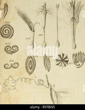 [Dr Hope's elementa botanici] ([178]) Foto Stock