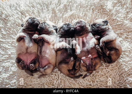 Cinque pug cuccioli di cane dorme sul tappeto a casa. Piccoli cuccioli giacente insieme alle loro spalle napping Foto Stock