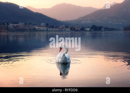 Bellissimo cigno nuotare nel lago con il colorato tramonto sulle montagne, Lecco, Italia Foto Stock