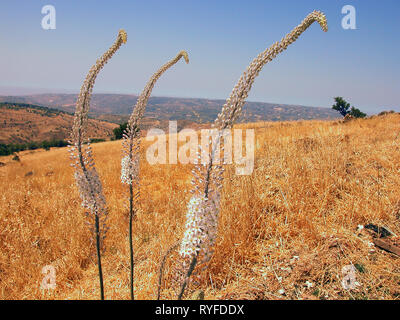 Arida campagna estiva con in primo piano, sea squill: vicino Dhora, Distretto di Limassol, Cipro Foto Stock