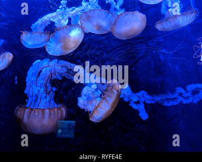 La vita marina in un acquario Foto Stock