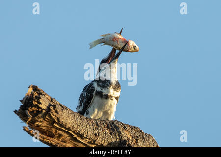 Pied Kingfisher mangiare pesce, Kenya Africa Foto Stock