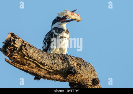 Pied Kingfisher mangiare pesce, Kenya Africa Foto Stock