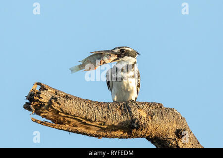 Pied Kingfisher mangiare pesce, Kenya Africa Foto Stock