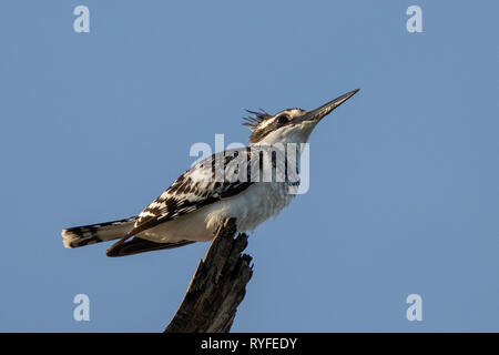 Pied Kingfisher, Kenya Africa Foto Stock