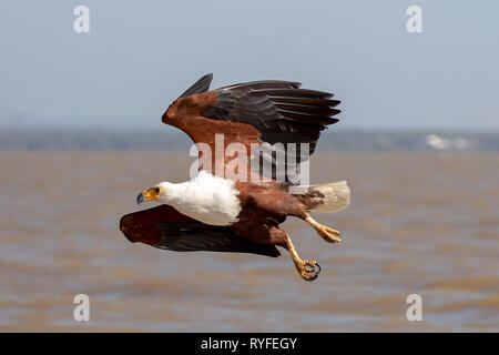 African Sea Eagle piomba per pesci, Kenya Africa Foto Stock