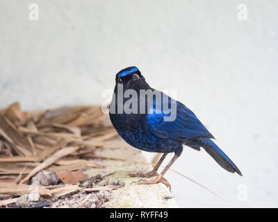 Il Malabar sibilo Tordo (Myophonus horsfieldii) Foto Stock