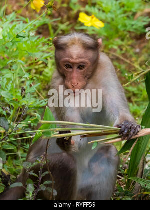 Cofano Macaque (Macaca radiata) Foto Stock