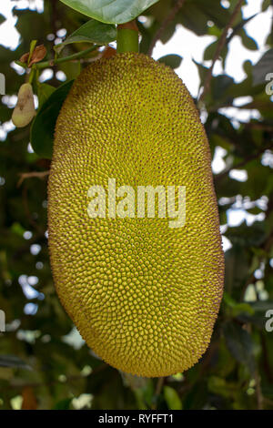 Close-up di jackfruits (Artocarpus heterophyllus), noto anche come jack tree, fenne, jakfruit, jack o jak, appeso a un albero. Foto Stock