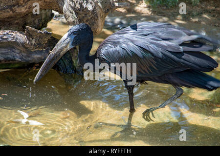 L Africano openbill (Anastomus lamelligerus) camminare nell'acqua. Foto Stock