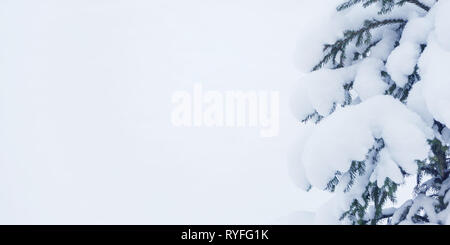 Rami di abeti, abbondantemente coperte di neve durante una nevicata, contro lo sfondo di spazio nevoso, vicino, con copy-spazio Foto Stock