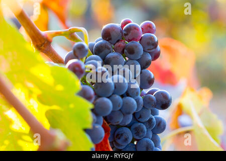 Lussureggiante uva matura sul vino in luce solare con sfondo colorato e sfocato Foto Stock