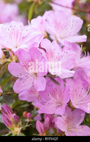 RHODODENDRON BEATTIE Foto Stock
