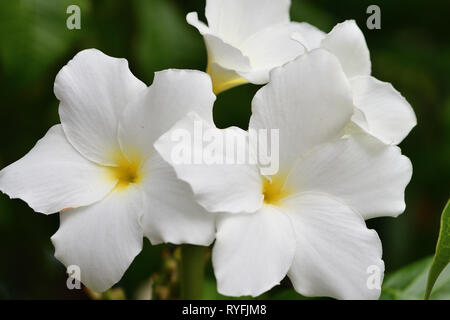Close up di plumeria pudica fioritura Foto Stock