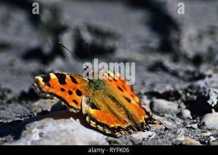 Grande tartaruga o tale malattia tartaruga Nymphalis polychloros nel Parco Nazionale Lobau - Donauauen Foto Stock