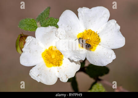 Unione bee, Apis mellifera, su bianco cisto fiore in primavera sul Mediterraneo, Cistus salviifolius, nomi comuni sage-lasciava rock-rose, salvia cist Foto Stock