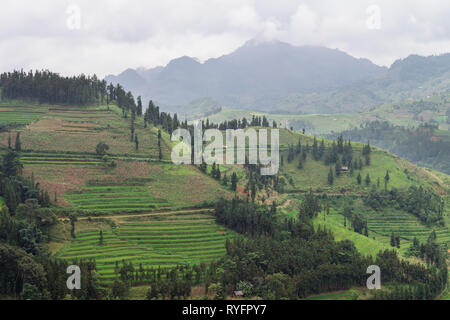 Verdi terrazze di riso paesaggio in Sapa, Lao Cai, Vietnam Foto Stock