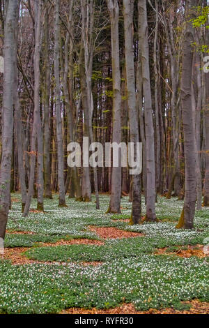 Risveglio di primavera: Foresta di carpini (Carpinus betulus) e suolo coperto con la fioritura di Anemoni (Anemone nemorosa ,) Foto Stock