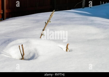 Pino alberelli sepolto sotto una massiccia neve, una recinzione in background Foto Stock