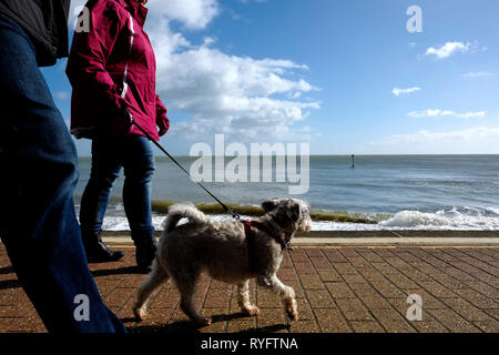 Passeggiate con il cane lungo il lungomare a Shanklin beach sull'Isola di Wight, Inghilterra, Regno Unito. Foto Stock