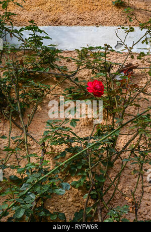 Red Rose sul vecchio muro di mattoni di antico palazzo. Foto Stock