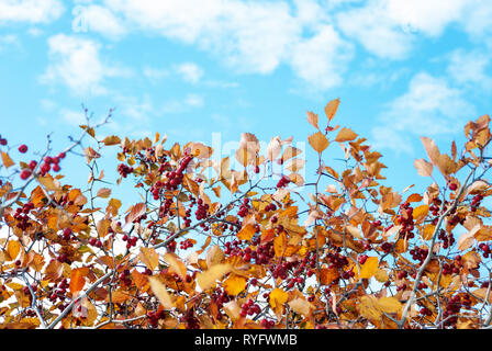 Fitti rami di autunno biancospino con foglie di colore arancione e mature di bacche rosse contro un cielo blu con luce bianca nuvole Foto Stock