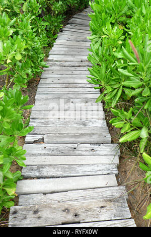 Ponte di Legno marciapiede in giardino con foglie verdi. Foto Stock