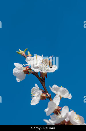 Il miele delle api raccoglie il nettare dai fiori bianchi di fiori ciliegio contro il cielo blu nel giardino di primavera Foto Stock