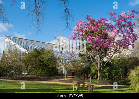 Magnolia sprengeri 'Lanhydrock' albero con bellissimo fiore rosa fioritura durante il mese di marzo a Savill giardino vicino al Queen Elizabeth House temperate, REGNO UNITO Foto Stock