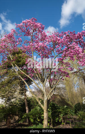 Magnolia sprengeri 'Lanhydrock' albero con bella rosa luminoso blossom fioritura durante il mese di marzo in un giardino inglese Foto Stock