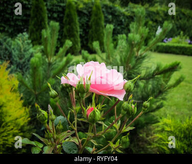 Bella rosa rosa con gocce di rugiada nel giardino. Ideale per lo sfondo greeting cards Foto Stock