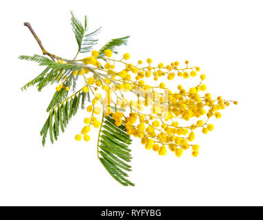 Acacia dealbata, noto come argento bargiglio, blu o graticcio mimosa isolati su sfondo bianco. Foto Stock