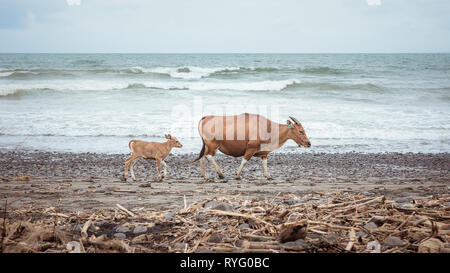 Vitello seguendo il toro su una spiaggia, natura immagine con un concetto relazionabile. Foto Stock