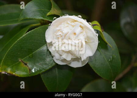 Grandi gocce di pioggia sulla petali di un fiore bianco fiore. Foto Stock