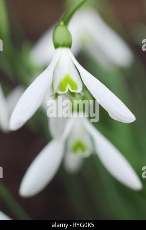 Galanthus Atkinsii 'Lyn'. Grandi fioriture su alti steli di Snowdrop atkinsii 'Lyn' - Febbraio, REGNO UNITO Foto Stock