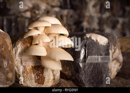 Oyster funghicoltura da un sacchetto di plastica vicino l'immagine. Foto Stock