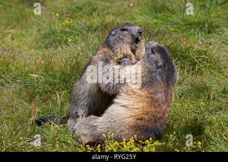 Due marmotte (Marmota marmota) combattimenti in pascolo alpino, Parco Nazionale degli Hohe Tauern, Carinzia, Austria Foto Stock