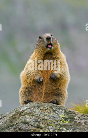 Allarmato Alpine marmotta (Marmota marmota) in piedi e chiamando dal rock in montagna, Parco Nazionale degli Hohe Tauern, Carinzia, Austria Foto Stock