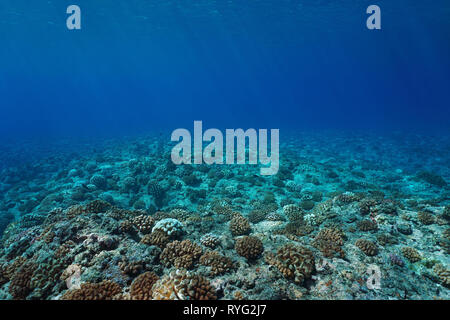 Underwater seascape Coral reef fondali, scenario naturale, oceano pacifico, Polinesia Francese Foto Stock
