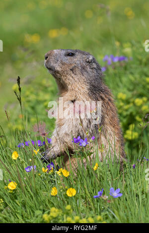 Allarmato Alpine marmotta (Marmota marmota) in posizione verticale tra i fiori selvatici in pascolo alpino, Parco Nazionale degli Hohe Tauern, Carinzia, Austria Foto Stock