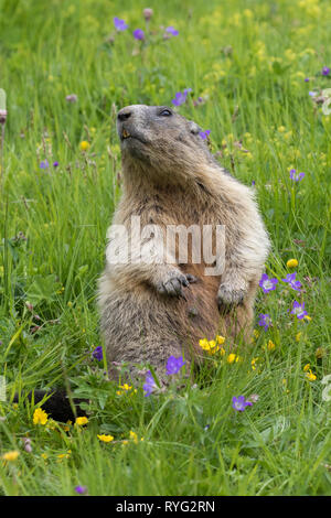 Allarmato Alpine marmotta (Marmota marmota) in posizione verticale tra i fiori selvatici in pascolo alpino, Parco Nazionale degli Hohe Tauern, Carinzia, Austria Foto Stock