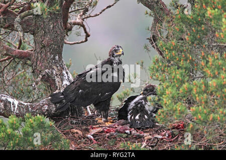 Aquila reale (Aquila chrysaetos) eaglets sul nido, Scotland, Regno Unito. Foto Stock