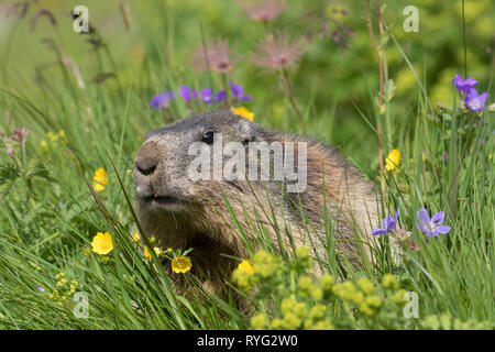 Alpine marmotta (Marmota marmota) rovistando tra fiori selvatici in pascolo alpino in estate il Parco Nazionale degli Alti Tauri, Carinzia, Austria Foto Stock