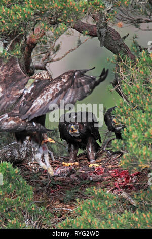 Aquila reale (Aquila chrysaetos) eaglets guardare come adulto porta in preda a nido, Scotland, Regno Unito. Foto Stock