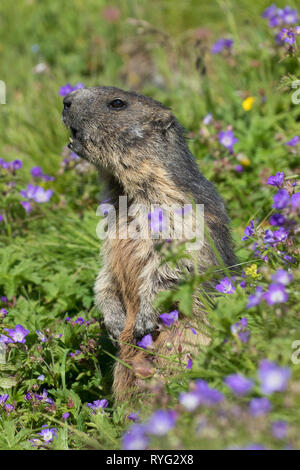 Allarmato Alpine marmotta (Marmota marmota) in posizione verticale e la chiamata tra i fiori selvatici in pascolo alpino in estate, Hohe Tauern NP, Carinzia, Austria Foto Stock