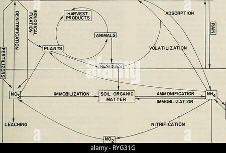 Un uso efficiente di azoto sul terreno raccolto nel nordest efficientuseofni00corteccia Anno: 1980 Uso efficiente di azoto da aria 29 NgO.Ng NH, polvere runoff erosione di argilla di lisciviazione e complessi organici di figura 20. Il ciclo di azoto. o per prevedere il contributo dei suoli alla N de- mands di un raccolto. Alcune procedure di laboratorio appaiono promettenti, ma la calibrazione di tali procedure nel campo con esigenze di raccolto è carente. Più dati devono essere ottenuti dalla ricerca nelle condizioni di allevamento e a numerosi siti prima che le valutazioni di laboratorio del N lo stato del suolo può essere correlato alle condizioni del campo. Egli Foto Stock