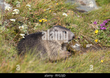 Alpine marmotta (Marmota marmota) capretti in pascolo alpino in estate il Parco Nazionale degli Alti Tauri, Carinzia, Austria Foto Stock